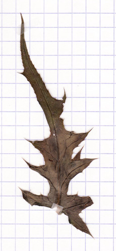 chardon defleuri