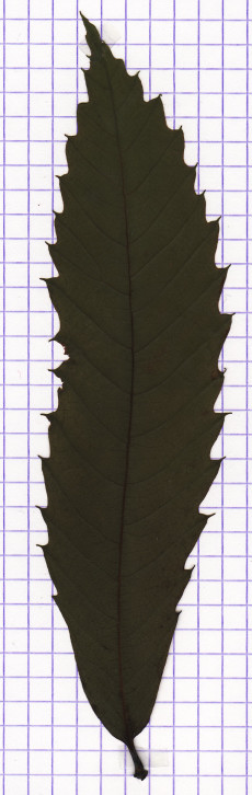 châtaignier