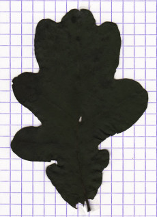 chene
