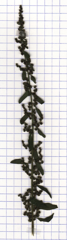 chénopode à graines