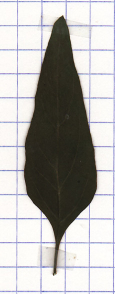 chenopode à graines