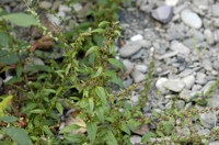 chenopode à graines