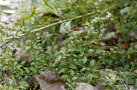 chenopode à graines