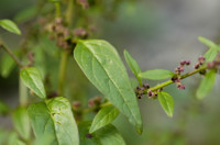 chenopode à graines