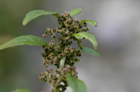 chenopode à graines
