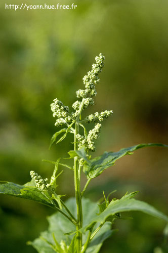 chénopode hybride