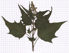 chénopode hybride
