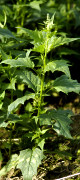 chénopode hybride
