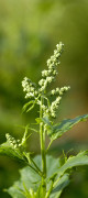 chénopode hybride