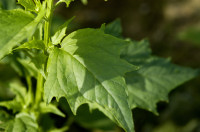 chénopode hybride