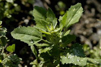 chénopode blanc