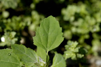 chénopode blanc