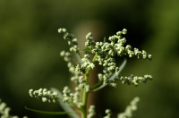 chénopode blanc