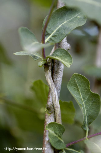 chevrefeuille
