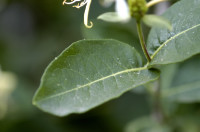 chevrefeuille
