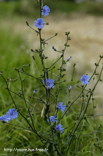 chicorée