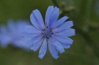 chicorée
