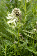 cirse epineux
