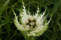 cirse epineux