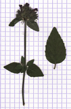 clinopode