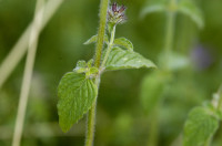 clinopode