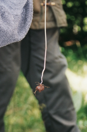 conopode
