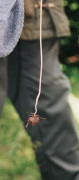 conopode