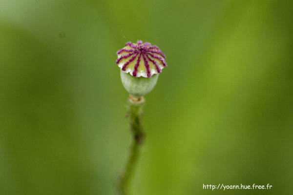 coquelicot