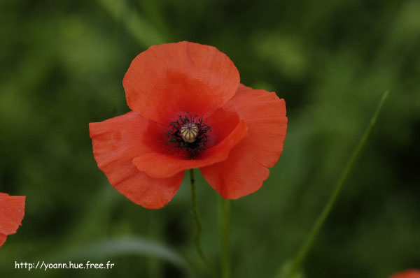 coquelicot