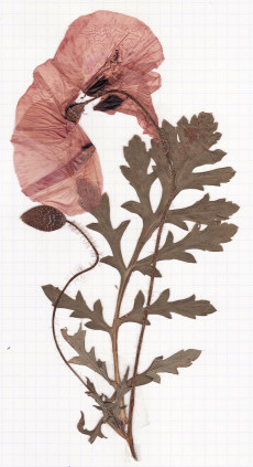 coquelicot