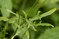 coquelicot