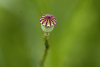 coquelicot