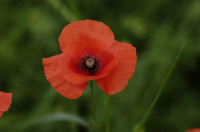 coquelicot