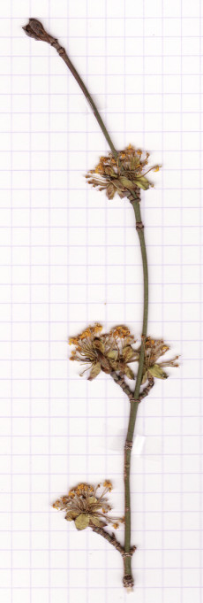 cornouiller male