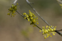 cornouiller male