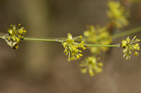 cornouiller male