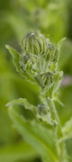 crepide des pyrenees