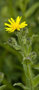crepide des pyrenees