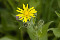 crepide des pyrenees
