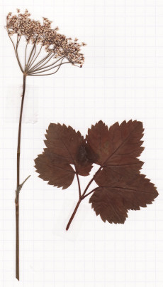 égopode
