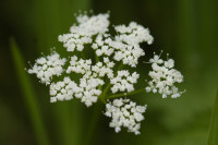 égopode
