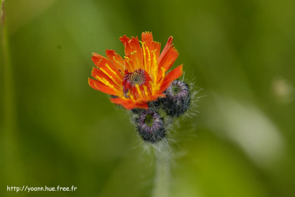 eperviaire orangee