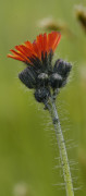 eperviaire orangee