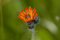eperviaire orangee