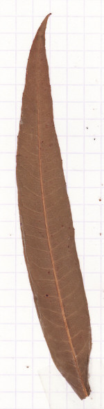 épilobe