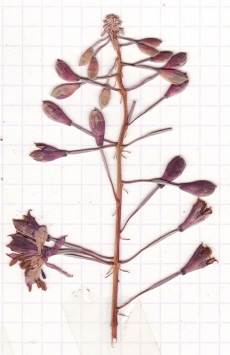 épilobe
