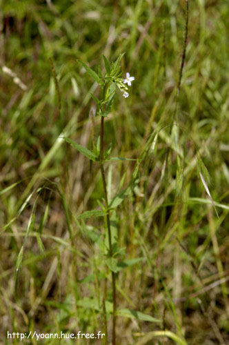 épilobe des montagnes