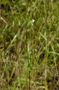 épilobe des montagnes