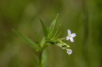 épilobe des montagnes