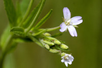 épilobe des montagnes